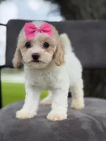 Daisy- F1bb Mini , a female Goldendoodle for sale in Frostproof, FL – 3 of 10