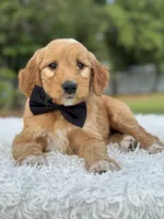 Archer- F1 Mini , a male Goldendoodle for sale in Frostproof, FL – 1 of 10