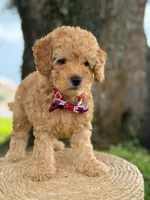 Mario- F1b Toy , a male Goldendoodle for sale in Frostproof, FL – 7 of 10