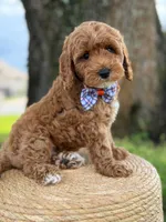 Luigi- F1b Toy, a male Goldendoodle for sale in Frostproof, FL – 5 of 10