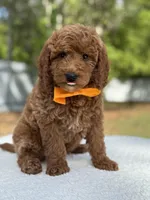 Kai- F1b Mini, a male Goldendoodle for sale in Frostproof, FL – Photo 2 of 10