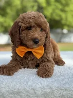 Kai- F1b Mini, a male Goldendoodle for sale in Frostproof, FL – Photo 5 of 10