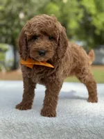 Kai- F1b Mini, a male Goldendoodle for sale in Frostproof, FL – Photo 4 of 10