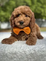 Kai- F1b Mini, a male Goldendoodle for sale in Frostproof, FL – Photo 9 of 10