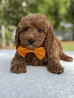 Kai- F1b Mini, a male Goldendoodle for sale in Frostproof, FL – Photo 3 of 10