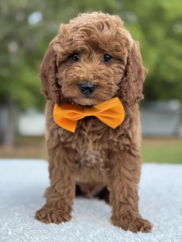 Kai- F1b Mini – Goldendoodle puppy for sale in Frostproof, FL
