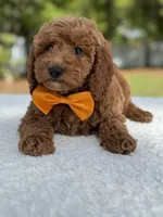 Kai- F1b Mini, a male Goldendoodle for sale in Frostproof, FL – Photo 8 of 10