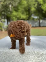 Kai- F1b Mini, a male Goldendoodle for sale in Frostproof, FL – Photo 7 of 10