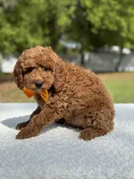 Kai- F1b Mini, a male Goldendoodle for sale in Frostproof, FL – Photo 10 of 10