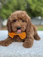 Kai- F1b Mini, a male Goldendoodle for sale in Frostproof, FL – Photo 6 of 10