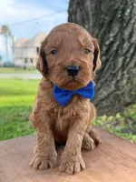 Luca- F1b Medium , a male Goldendoodle for sale in Frostproof, FL – 4 of 10