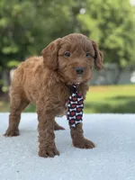 Titan- F1b Mini , a male Goldendoodle for sale in Frostproof, FL – 4 of 10