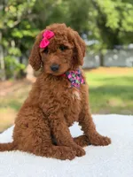 Camille- F1b Standard , a female Goldendoodle for sale in Frostproof, FL – 4 of 10