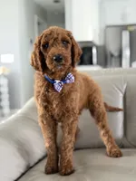 Milan- F1b standard , a male Goldendoodle for sale in Frostproof, FL – 10 of 10