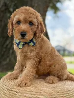 Sonic- F1b Toy, a male Goldendoodle for sale in Frostproof, FL – 7 of 10
