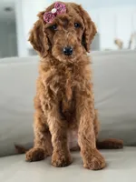 Monaco- F1b Standard , a female Goldendoodle for sale in Frostproof, FL – 10 of 10