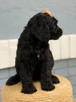 Opal- F1 Standard , a female Goldendoodle for sale in Frostproof, FL – 4 of 10