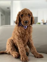 Milan- F1b standard , a male Goldendoodle for sale in Frostproof, FL – 4 of 10