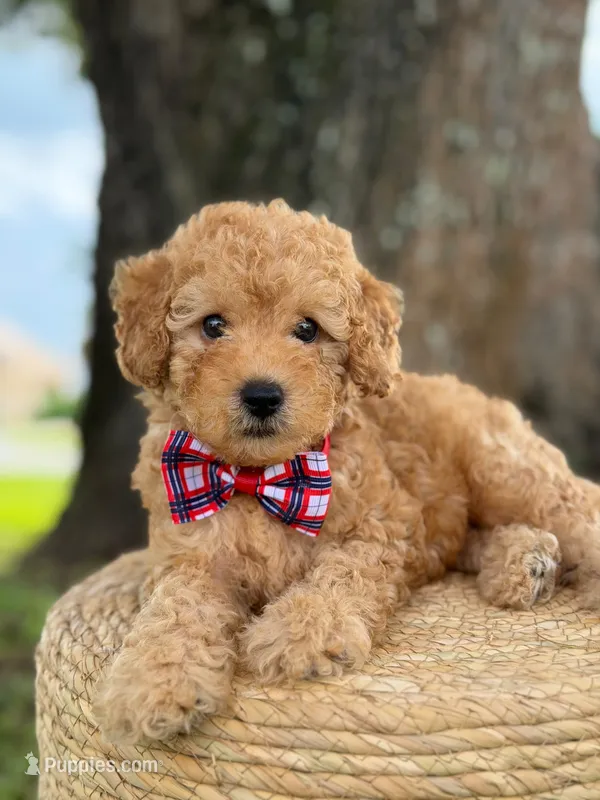 Mario- F1b Toy  – Goldendoodle puppy for sale in Frostproof, FL