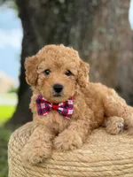 Mario- F1b Toy , a male Goldendoodle for sale in Frostproof, FL – 1 of 10