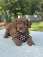 Titan- F1b Mini , a male Goldendoodle for sale in Frostproof, FL – 6 of 10