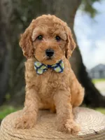 Sonic- F1b Toy, a male Goldendoodle for sale in Frostproof, FL – 6 of 10