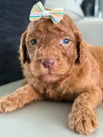 Sabrina- F1b Standard , a female Goldendoodle for sale in Frostproof, FL – 2 of 10