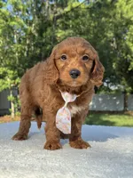Tucker- F1b Mini , a male Goldendoodle for sale in Frostproof, FL – 6 of 10
