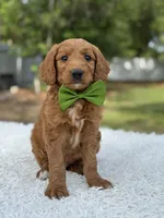 Aspen- F1 mini , a male Goldendoodle for sale in Frostproof, FL – 1 of 10
