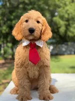 Aiden- F1 Mini, a male Goldendoodle for sale in Frostproof, FL – 5 of 10