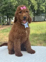 Camille- F1b Standard, a female Goldendoodle for sale in Frostproof, FL – 10 of 10