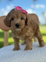 Jewel- F1bb Toy , a male Goldendoodle for sale in Frostproof, FL – 3 of 10
