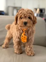 Jax- F1b Mini , a male Goldendoodle for sale in Frostproof, FL – 7 of 10