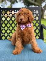 Summer- F1b Standard , a female Goldendoodle for sale in Frostproof, FL – 4 of 8
