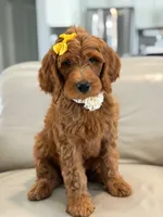 Eloise- F1b Medium , a female Goldendoodle for sale in Frostproof, FL – 2 of 10