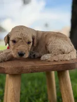 Levi- F1b Medium , a male Goldendoodle for sale in Frostproof, FL – 8 of 10