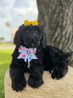 Onyx- F1 Standard , a female Goldendoodle for sale in Frostproof, FL – 10 of 10