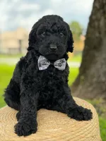 Ansel- F1b standard , a male Goldendoodle for sale in Frostproof, FL – 8 of 10