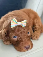 Sabrina- F1b Standard , a female Goldendoodle for sale in Frostproof, FL – 4 of 10