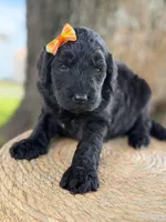 Adore- F1b Standard , a female Goldendoodle for sale in Frostproof, FL – 2 of 10