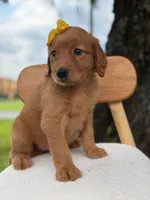 Arabella- F1 Standard 💜, a female Goldendoodle for sale in Frostproof, FL – 3 of 10