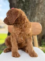 Savannah- F1b Standard , a female Goldendoodle for sale in Frostproof, FL – 10 of 10