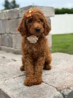 Ellie- F1b Medium, a female Goldendoodle for sale in Frostproof, FL – 6 of 10