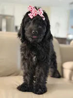 Diamond- F1 Standard, a female Goldendoodle for sale in Frostproof, FL – 10 of 10