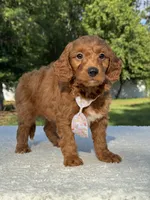 Tucker- F1b Mini , a male Goldendoodle for sale in Frostproof, FL – 5 of 10