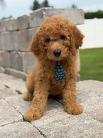 Emmett- F1b Medium , a male Goldendoodle for sale in Frostproof, FL – 5 of 10