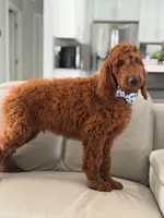 Graham- F1b Standard , a male Goldendoodle for sale in Frostproof, FL – 6 of 10