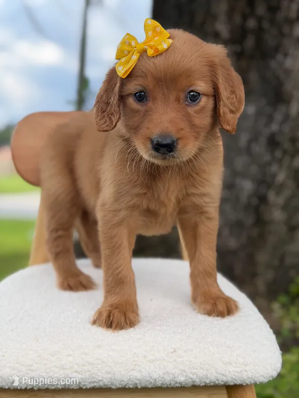 Arabella- F1 Standard 💜 – Goldendoodle puppy for sale in Frostproof, FL