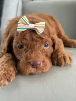Sabrina- F1b Standard , a female Goldendoodle for sale in Frostproof, FL – 9 of 10
