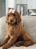 Grace-F1b standard , a female Goldendoodle for sale in Frostproof, FL – 4 of 10